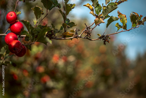red apples on a tree