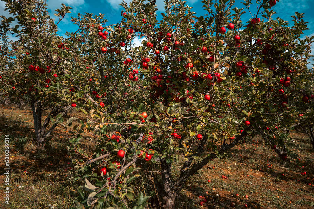 red apples on a branch in orchard red apples on a branch in orchard
