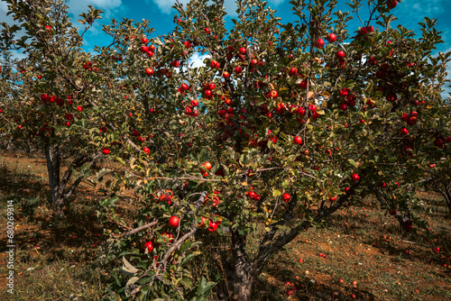 red apples on a branch in orchard