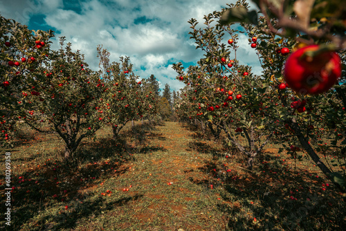 autumn in the mountains apple orchard