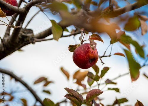 apple on a tree