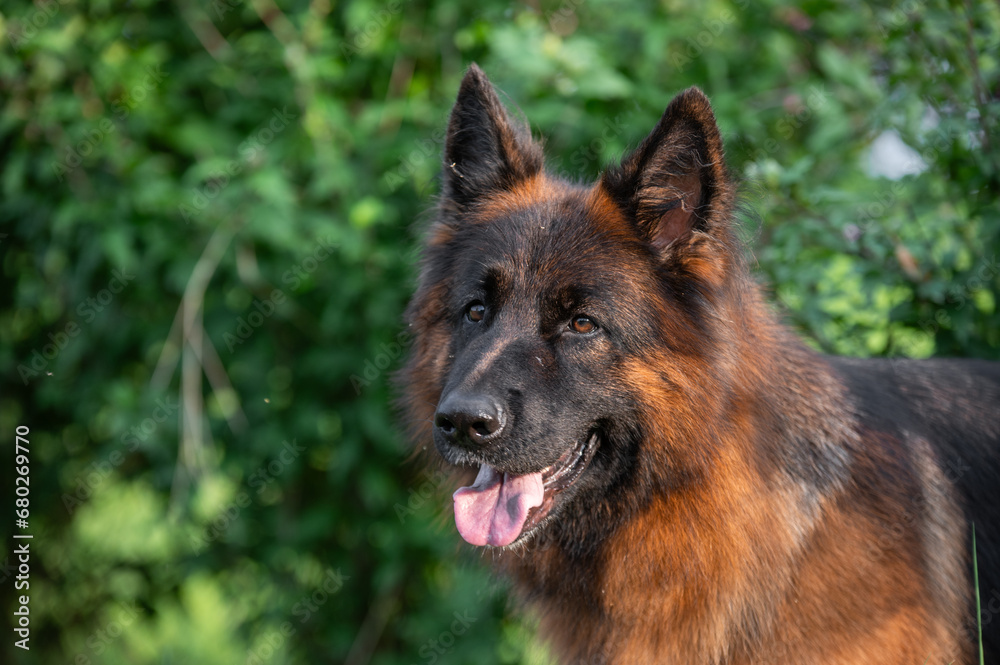 german shepherd dog portrait german shepherd dog portrait