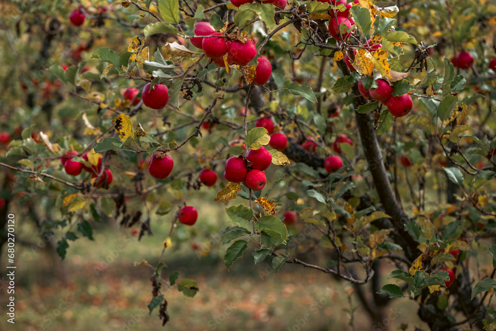 red apples on a tree