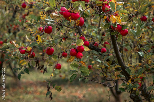 red apples on a tree