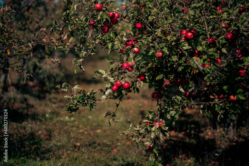 Bright Apples in an Orchard
