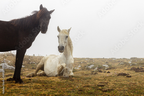 white horse in the field