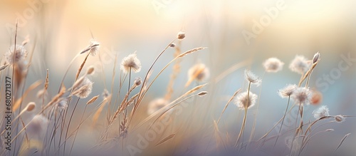 In the abstract botanic background of the winter meadow, a tuft of grass gracefully sways under the soft light, adorned with delicate floral flowers.
