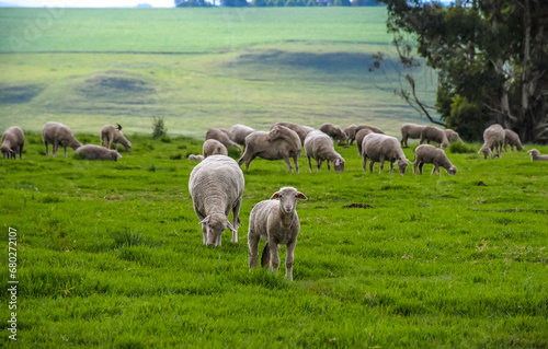 Merino sheep farm pasture land in midlands meander KZN South Africa photo