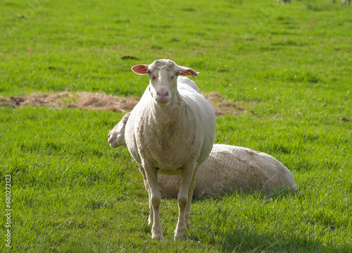 Merino sheep farm pasture land in midlands meander KZN South Africa