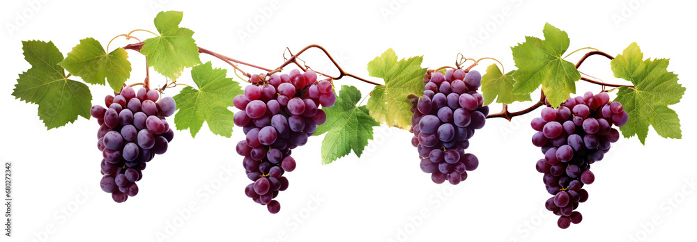 Grapevine cut out Grapevine cut out