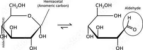 Conversion of glucose anomeric carbon_reducing sugar