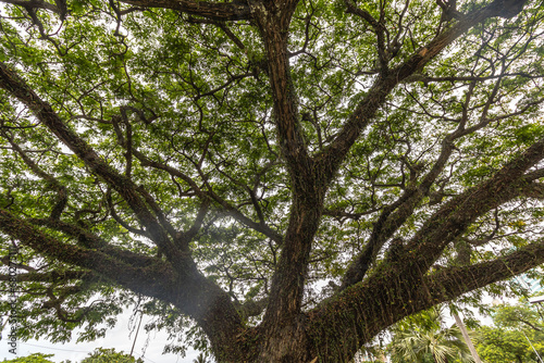 árvore na cidade de Vitória, Estado do Espirito Santo, Brasil