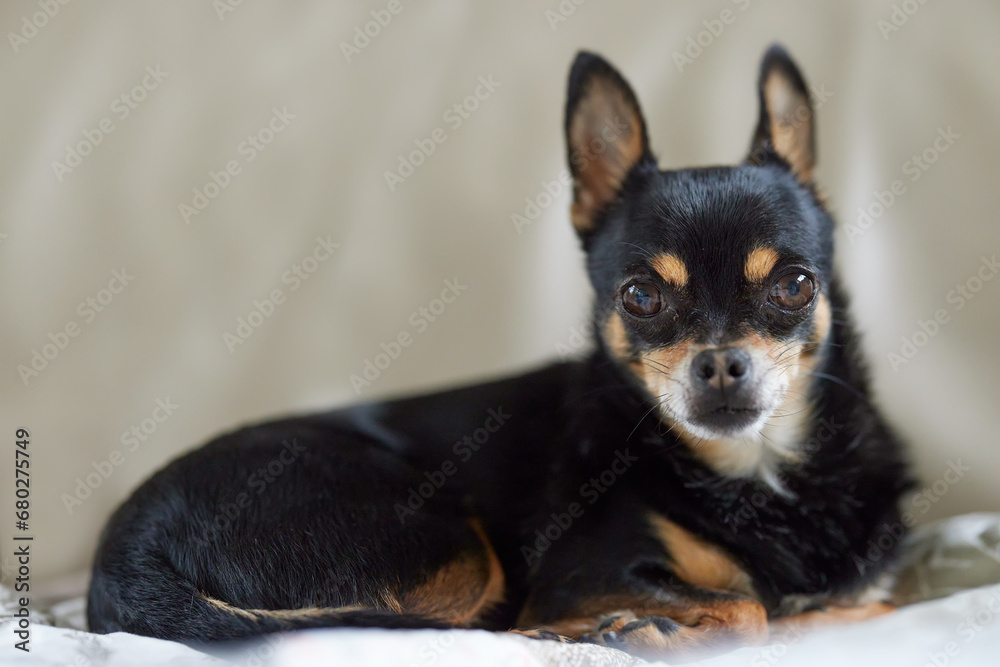 Portrait of black short haired chihuahua in couch Portrait of black short haired chihuahua in couch