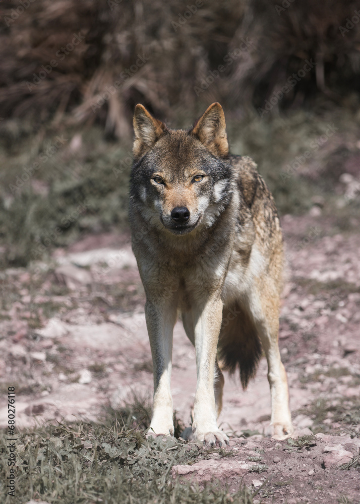 Canis lupus signatus. Iberian wolf in the forests of Spain