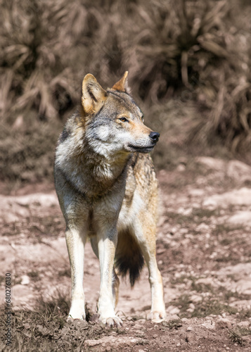 Canis lupus signatus. Iberian wolf in the forests of Spain © David