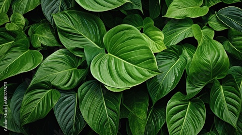 A complete covering of green Epipremnum aureum leaves.