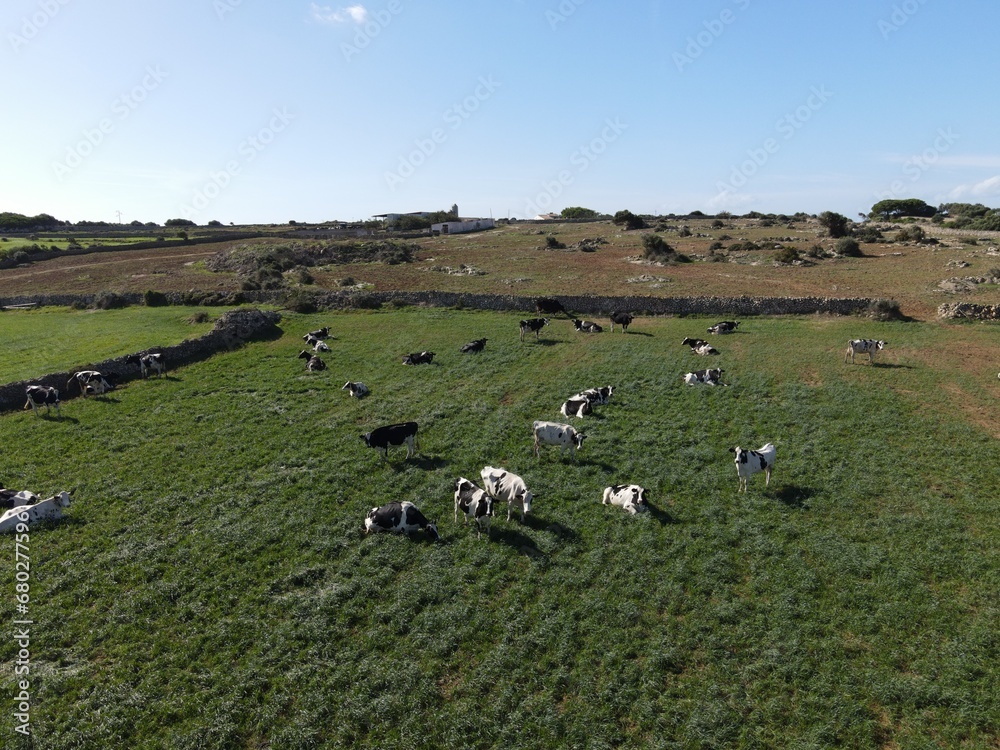 Cows in Menorca