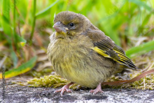 Young specimen of Chloris Chloris or European greenfinch female