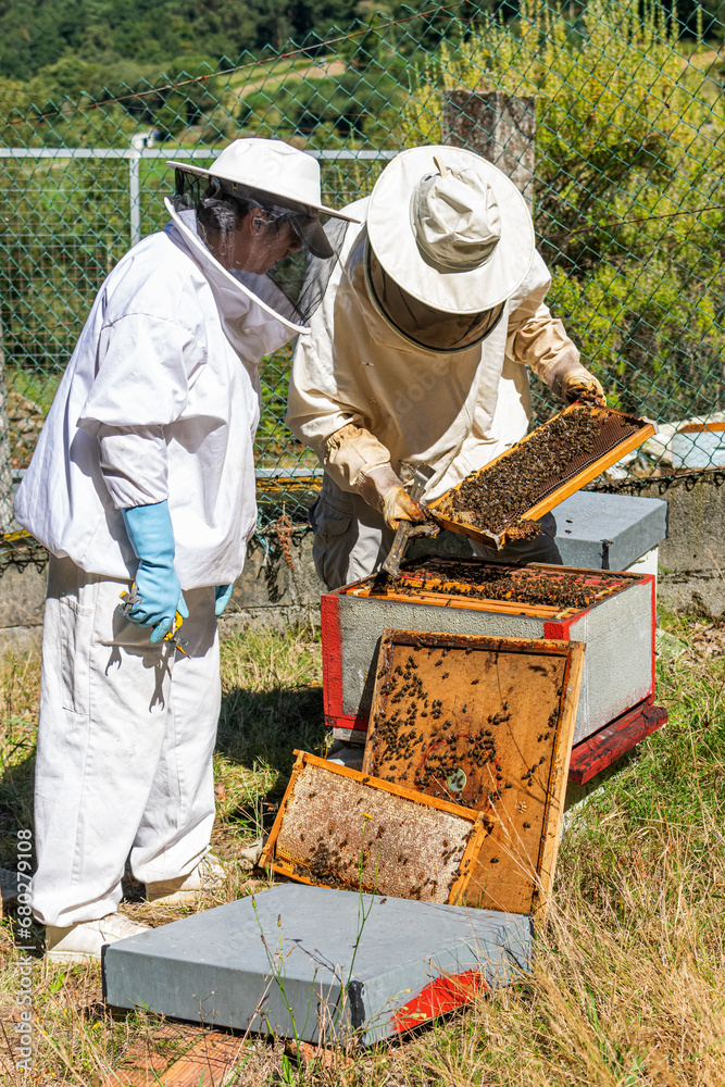 Two beekeepers looking at a honeycomb freshly extracted from a hive Two beekeepers looking at a honeycomb freshly extracted from a hive