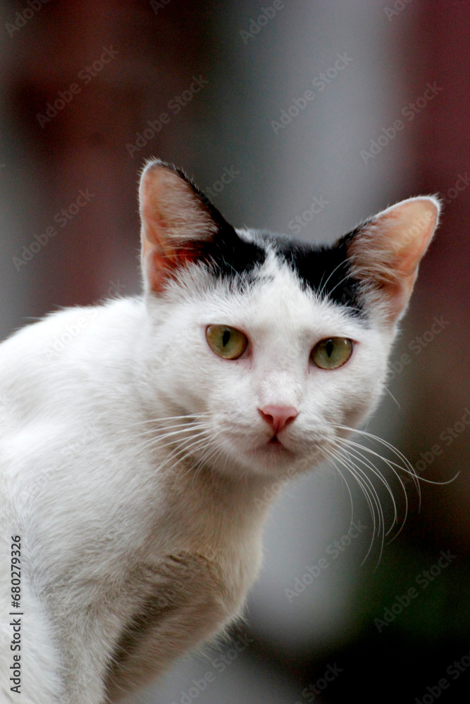 white kitten looking at camera giving angry look white kitten looking at camera giving angry look