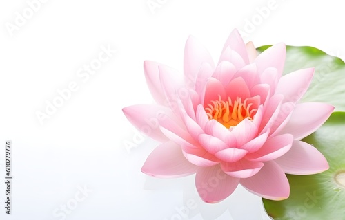 beautiful water lilly lotus flower on white wooden table