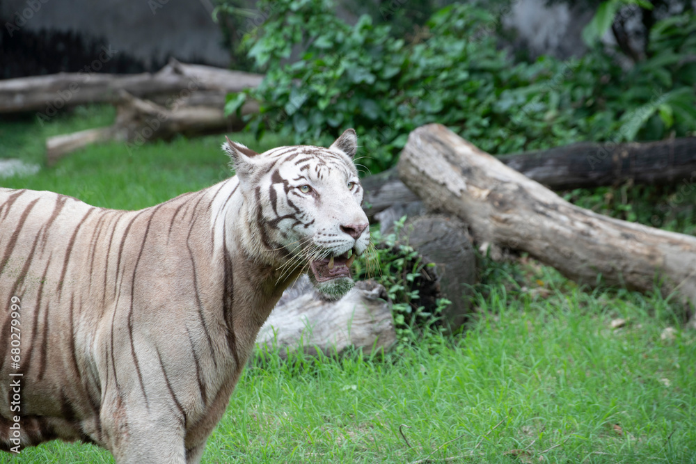 white tiger known as bengal tiger walking and roaring stock photo white tiger known as bengal tiger walking and roaring stock photo
