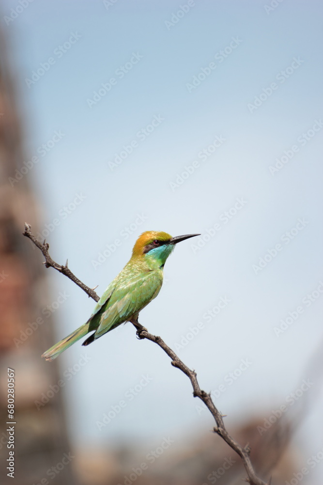 birds spices in jungle sitting on a branch birds spices in jungle sitting on a branch