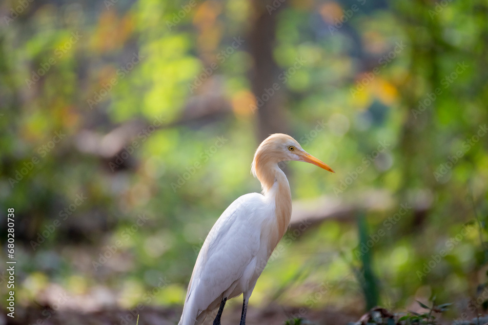 beautiful white swan in the middle of junge ( a bird spices ) beautiful white swan in the middle of junge ( a bird spices )