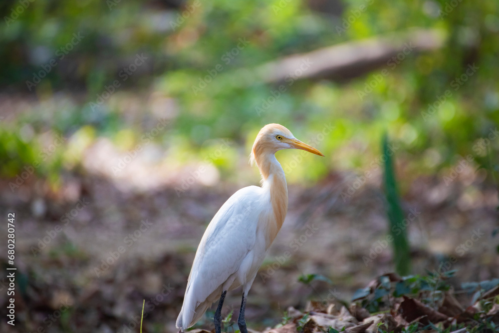 beautiful white swan in the middle of junge ( a bird spices ) beautiful white swan in the middle of junge ( a bird spices )