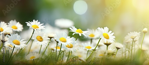 In the lush green garden, a field of beautiful flowers bloomed in vibrant colors, showcasing the natural beauty of summer and spring. Among them, the white chamomile stood out with its delicate floral