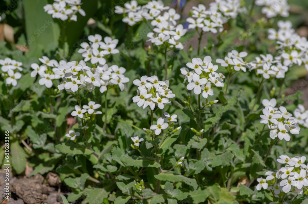 Arabis caucasica white flowering plant, group of springtime flowers in bloom Arabis caucasica white flowering plant, group of springtime flowers in bloom
