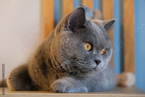 a gray cat with yellow eyes lies on a shelf