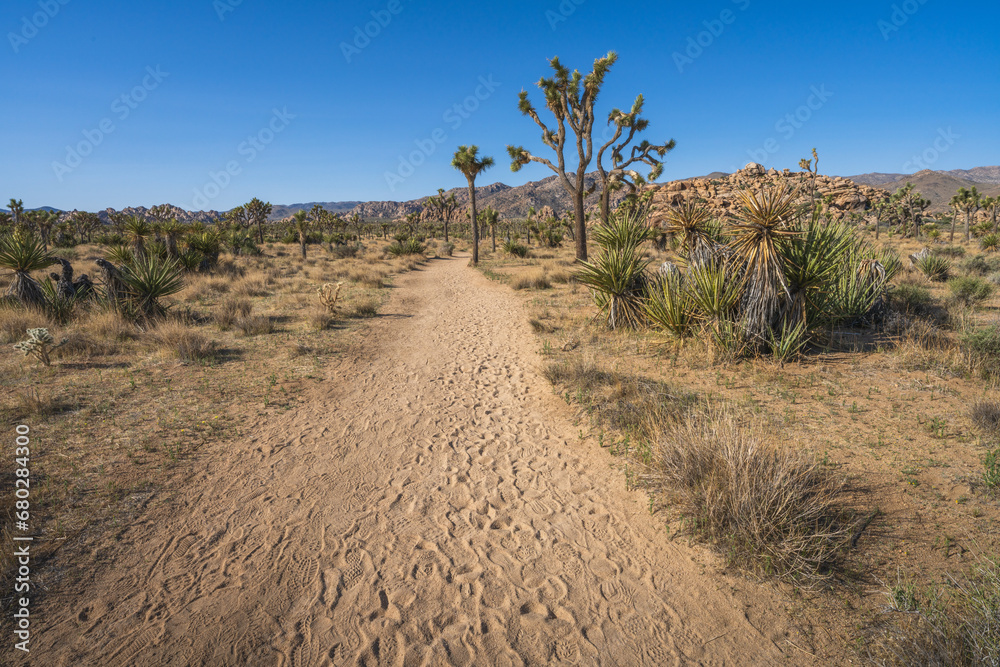 hiking the lost horse mine loop trail in joshua tree national park, california, usa hiking the lost horse mine loop trail in joshua tree national park, california, usa