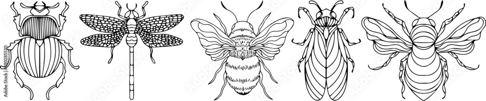 Insect illustration, drawing, engraving, ink, line art, vector Insect illustration, drawing, engraving, ink, line art, vector