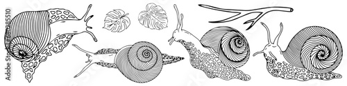 Set of snail silhouettes. Vector graphics.