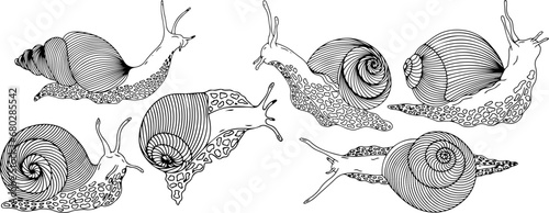 Set of snail silhouettes. Vector graphics.