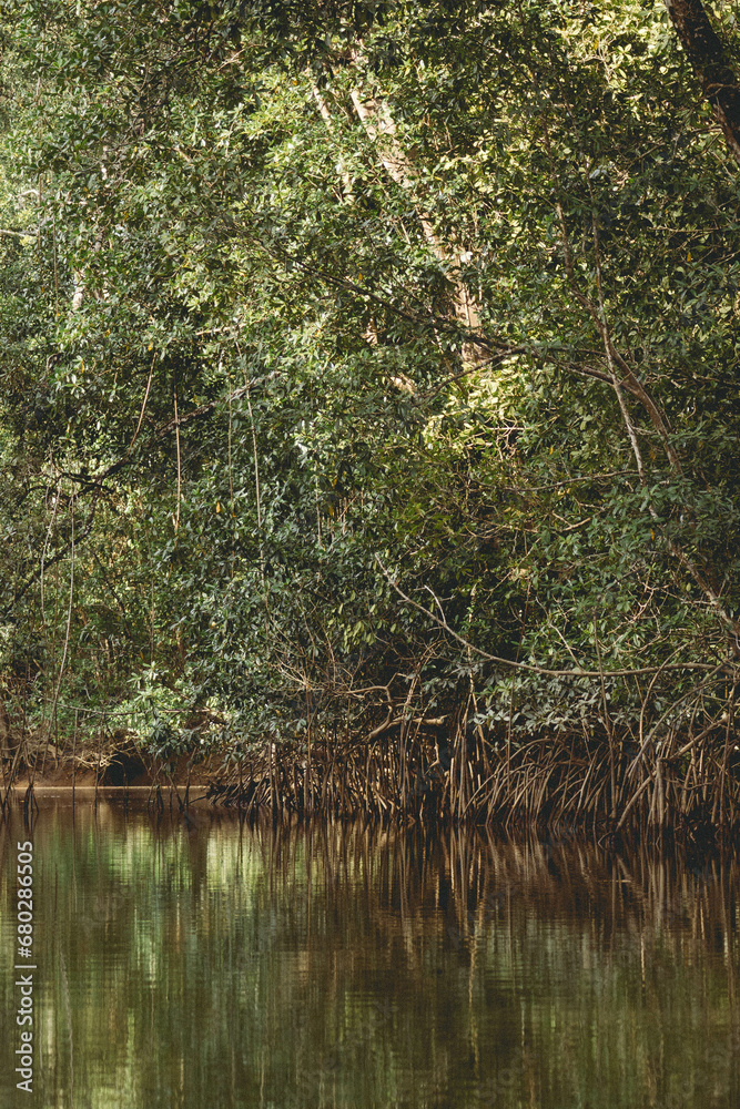 La mangrove des marais de Coswine 