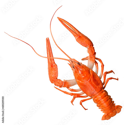 River crayfish on a white isolated background. Boiled crayfish, red color. Good appetizer for beer. Crab.