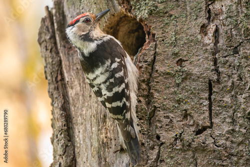 Lesser spotted woodpecker - Dryobates minor - by hollow with brown background. Photo from Biebrza National Park in Poland.