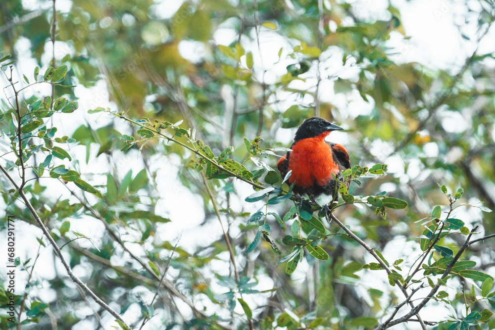 Chanter dans les marais