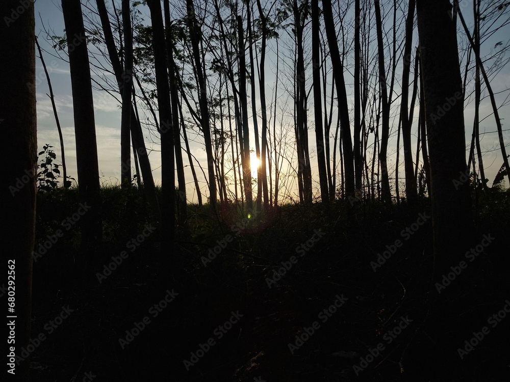 forest with abstract clouds with blue sky background for background forest with abstract clouds with blue sky background for background