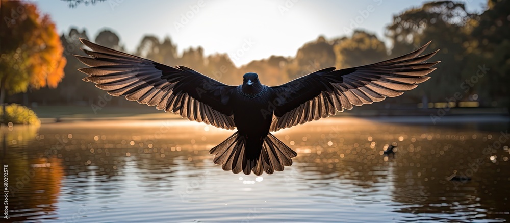 Obraz premium While on holiday in Africa, I visited a beautiful park surrounded by nature, where I spotted a stunning black bird with glossy feathers, gracefully soaring under the warm African sun, near a serene