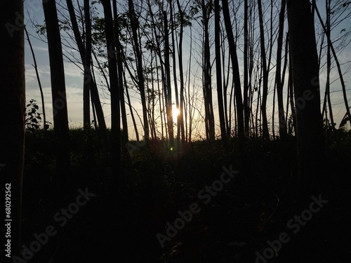 forest with abstract clouds with blue sky background for background