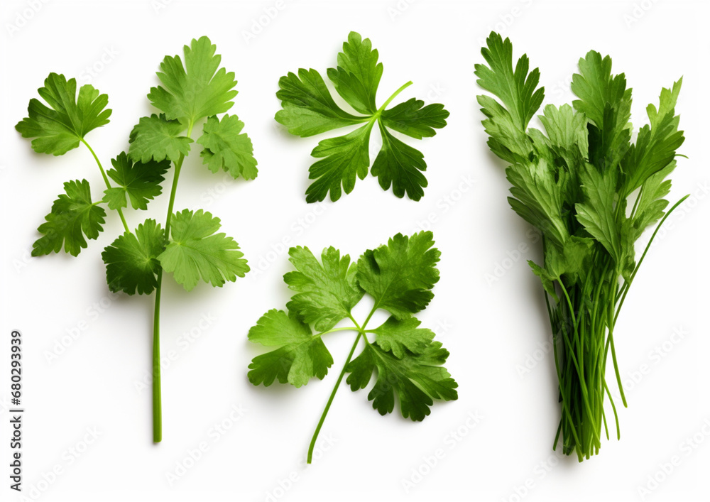 set collection of fresh Mediterranean herbs parsl set collection of fresh Mediterranean herbs parsl