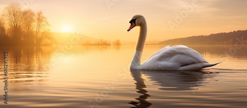 peaceful spring morning, the gentle waves of the tranquil lake danced under the golden sun as a beautiful swan gracefully glided through the water, showcasing the elegance of this big white bird.