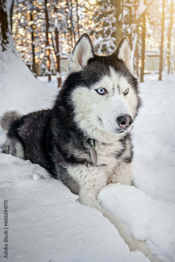Siberian Husky dog in winter sunny forest, close-up portrait.