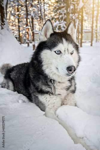 Siberian Husky dog in winter sunny forest, close-up portrait.