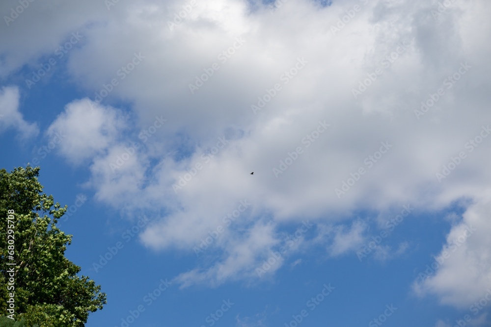 Birds flying on the sky in distance in nature or town. Slovakia Birds flying on the sky in distance in nature or town. Slovakia