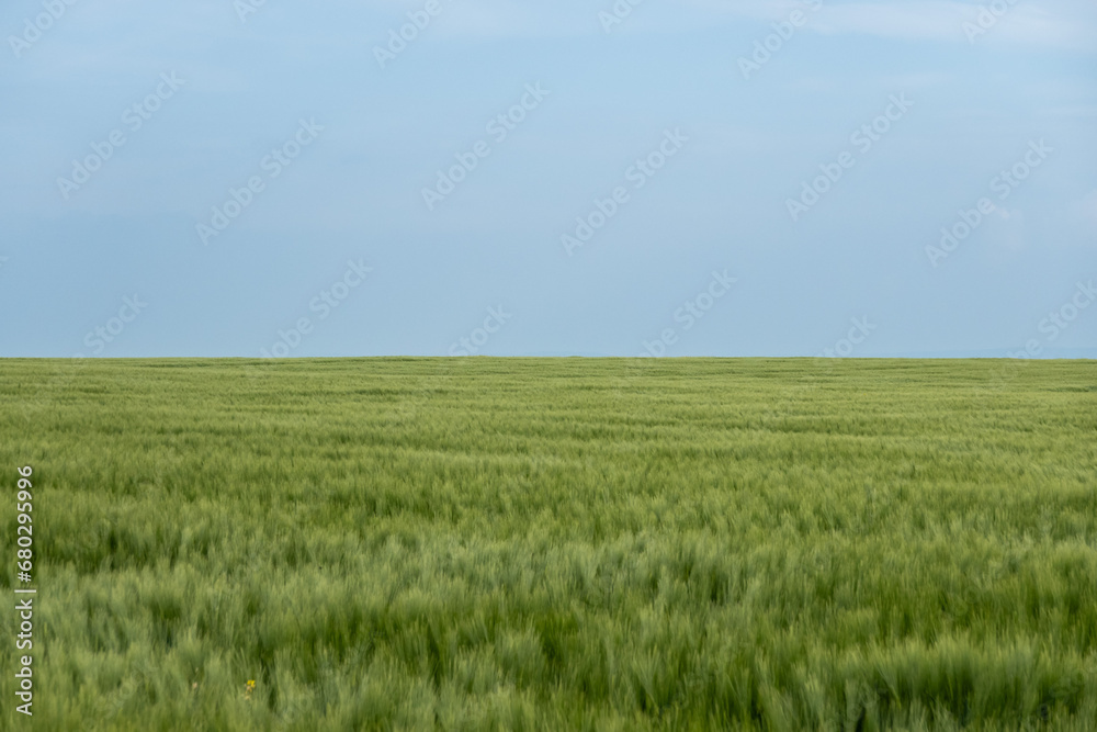 harmonious green wheat field