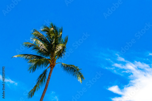 Tropical natural palm tree palms blue sky in Mexico.